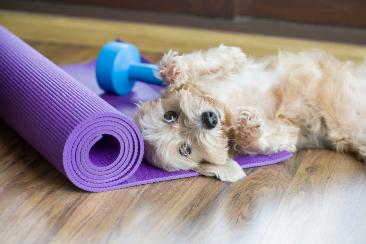 Puppy Yoga